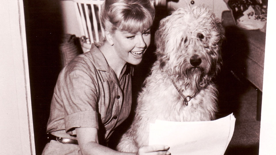 Originalaufnahme vom PLEASE DON'T EAT THE DAISIES mit Doris Day und ihrem Co-Star Hund Hobo