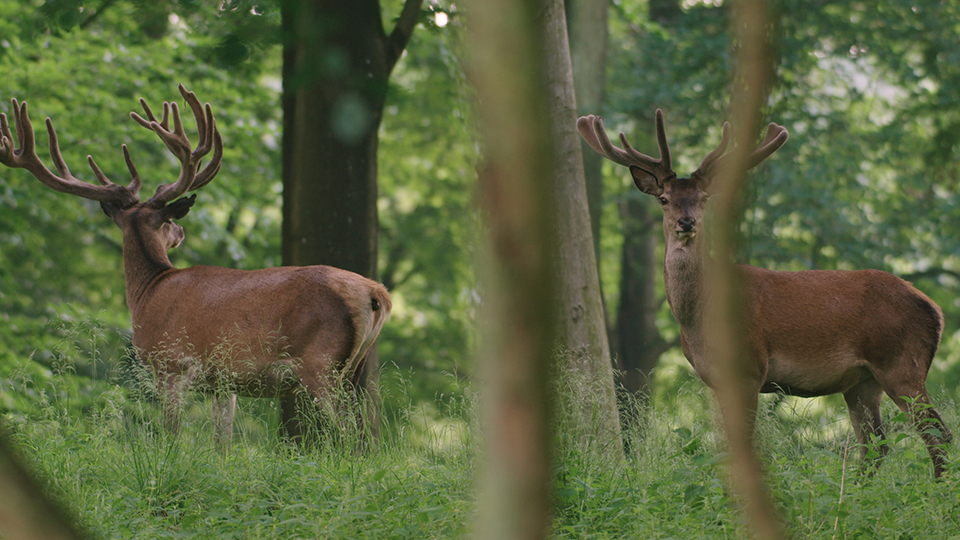 Hirsche im Wald