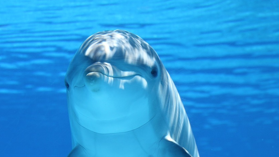 Der Delfin Echo: Immer zu einem Spass bereit