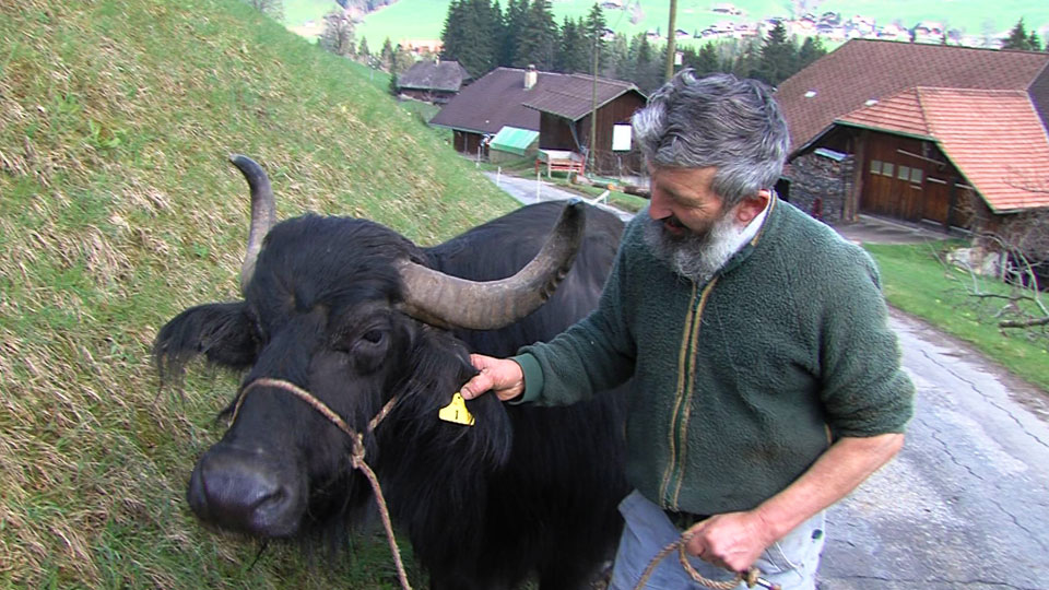 Exotische Tiere in den Schweizer Alpen