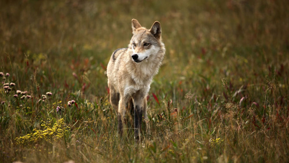 Doch Chen weiss, dass der Tag kommen wird, an dem er Abschied von seinem Wolf nehmen muss.