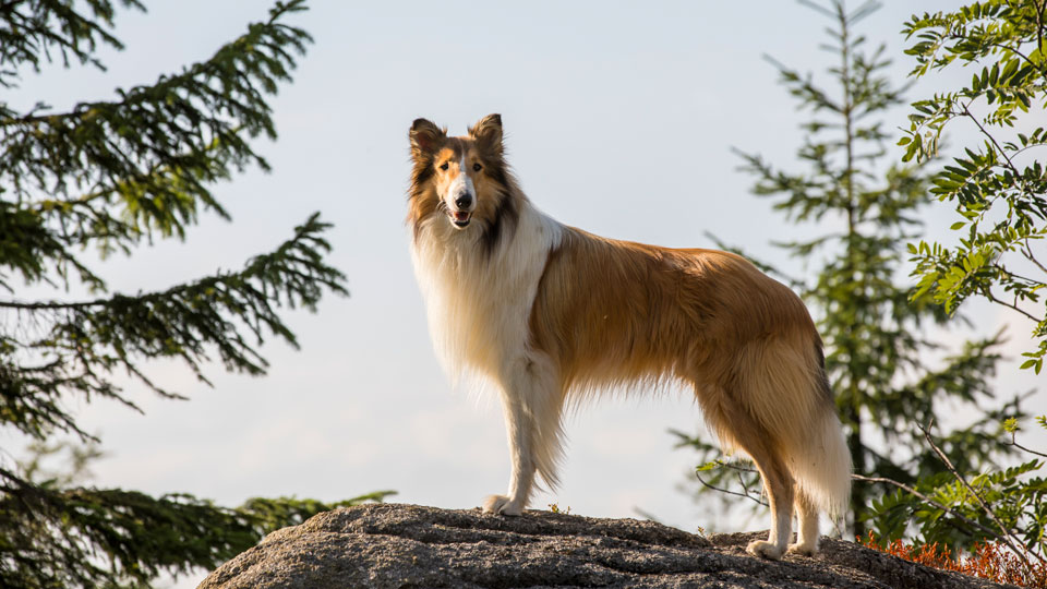 Die Colliehündin Lassie